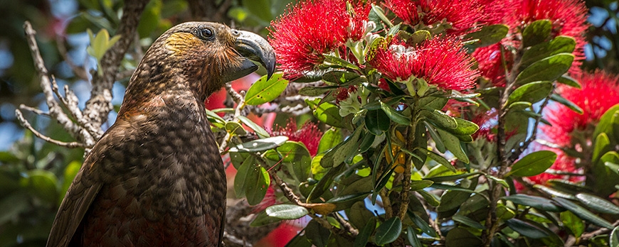 Kaka in the Wild