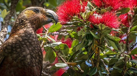 Kaka in the Wild