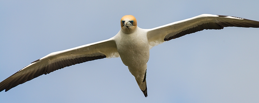 Experience the Gannet World