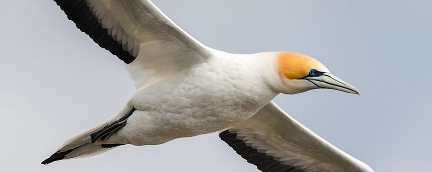 Experience the Gannet World